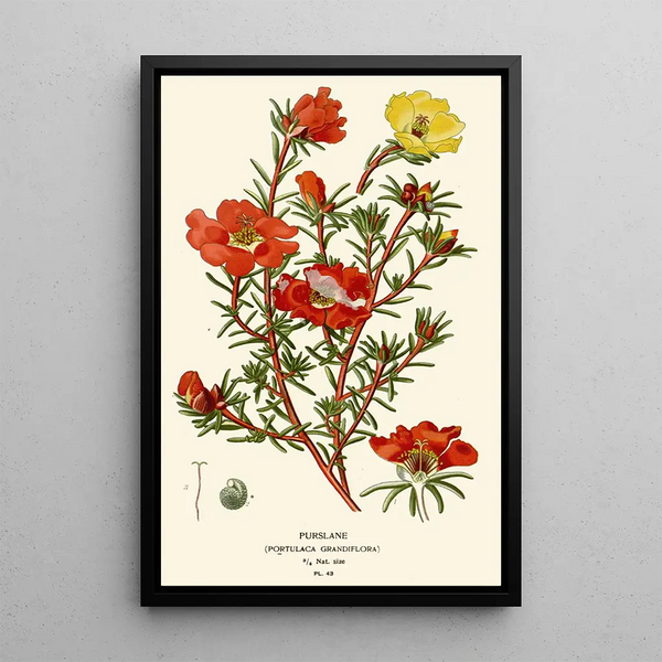 Porcupine - Edward Step — framed artwork on a wall