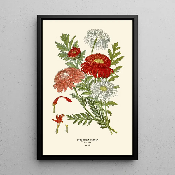 Pyrèthre Roseum Painting - Edward Step — framed artwork on a wall
