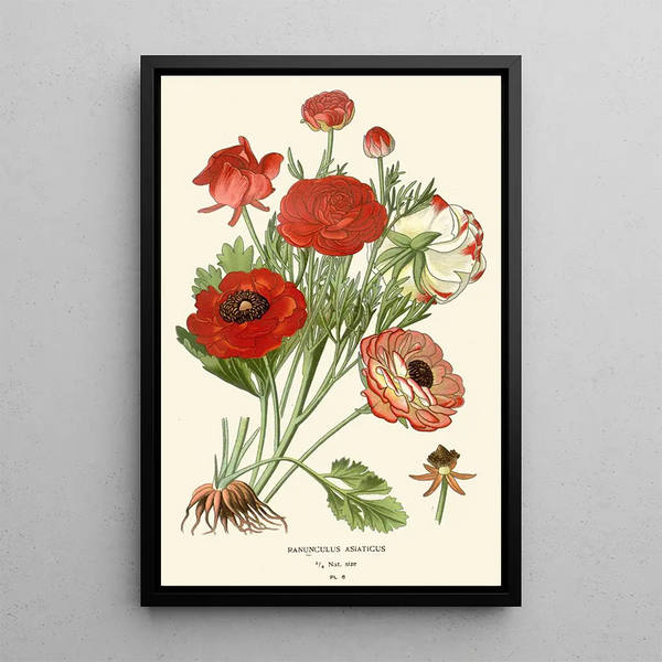 Reproduction of the painting Asian Buttercup Painting - Edward Step