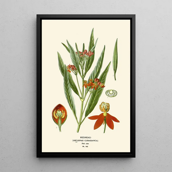 Tête Rouge - Edward Step — framed artwork on a wall