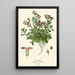 Arabis - Edward Step — cuadro enmarcado en la pared