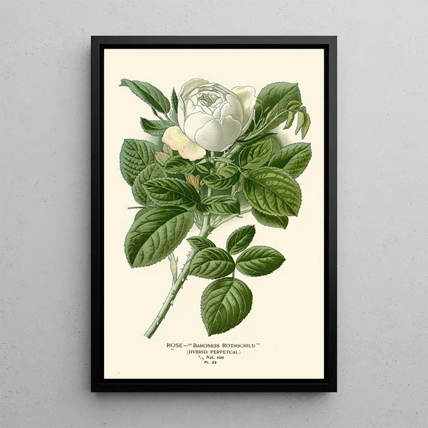 Reproduction of the painting Rose Baronne Rothschild - Edward Step