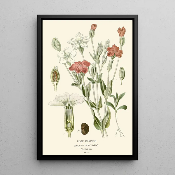 Coquelourde - Edward Step — framed artwork on a wall