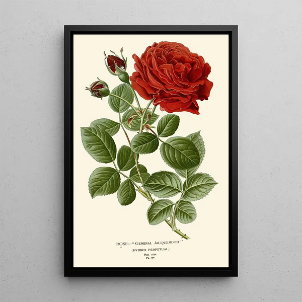Reproduction of the painting Rose General Jacqueminot - Edward Step