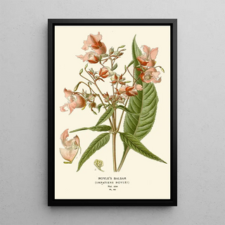 Edward Step - Royles Balsam.webp