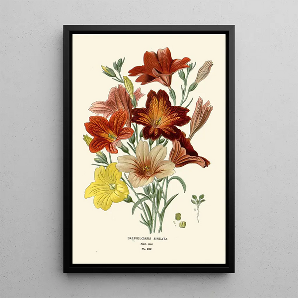 Salpiglossis Sinuata - Edward Step — cuadro enmarcado en la pared