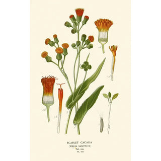 Edward Step - Scarlet Cacalia.webp