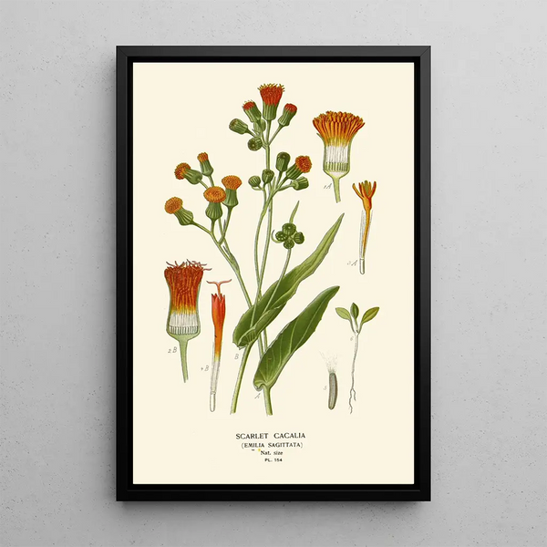 Cacalia Escarlata - Edward Step — cuadro enmarcado en la pared