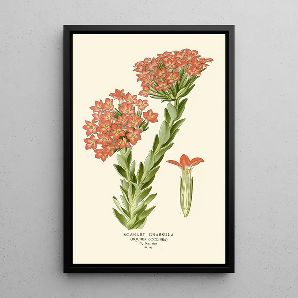 Crassula Escarlata - Edward Step — cuadro enmarcado en la pared