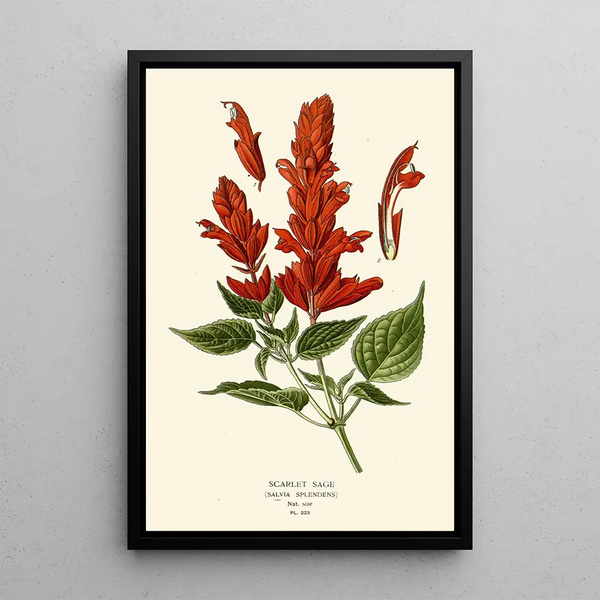 de Salvia Escarlata - Edward Step — cuadro enmarcado en la pared