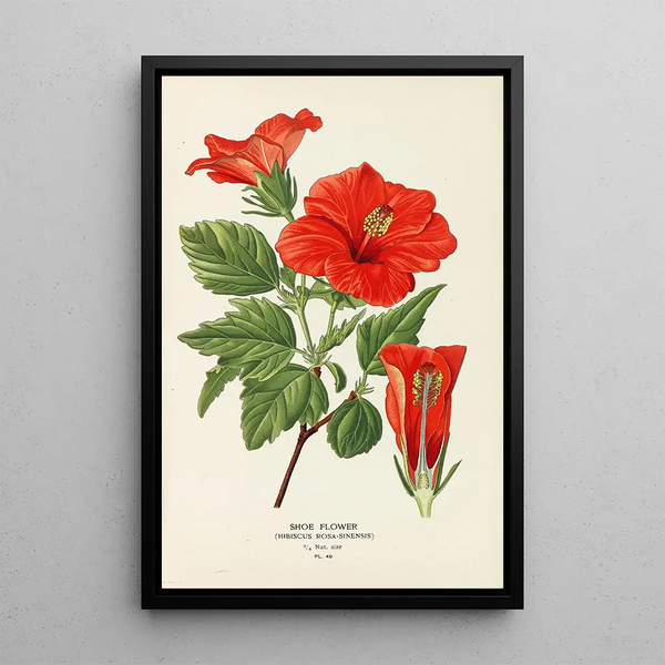 Flor de Zapato - Edward Step — cuadro enmarcado en la pared