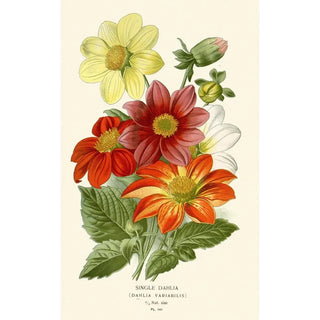 Edward Step - Single Dahlia.webp