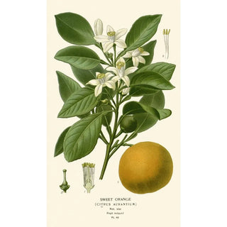 Edward Step - Sweet Orange.webp