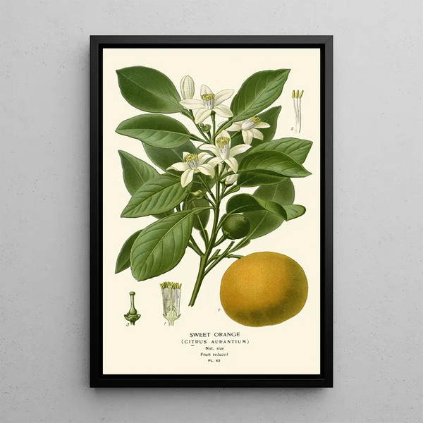 Naranja Dulce - Edward Step — cuadro enmarcado en la pared