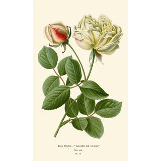 Edward Step - Tea Rose.webp