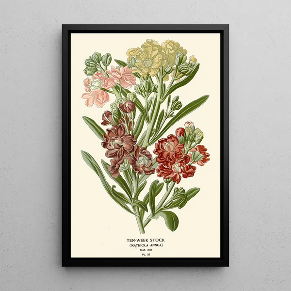 Giroflée des Jardins - Edward Step — cuadro enmarcado en la pared