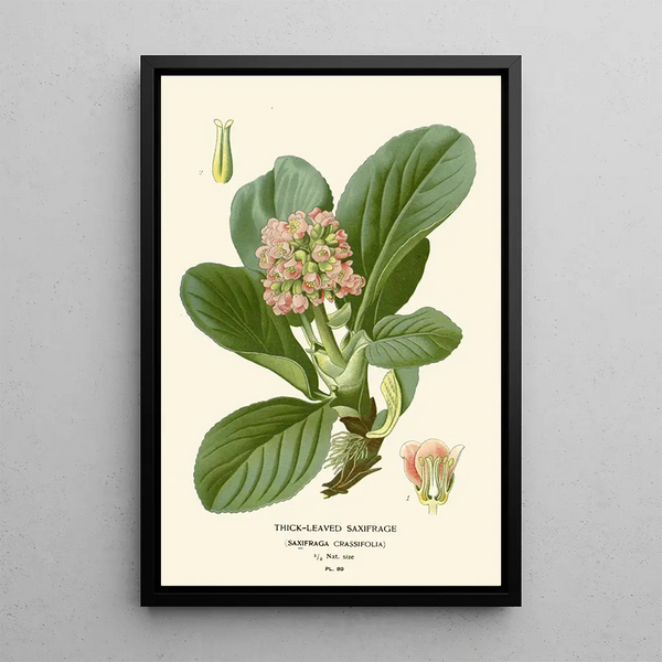 Saxifrage à feuilles épaisses - Edward Step — cuadro enmarcado en la pared