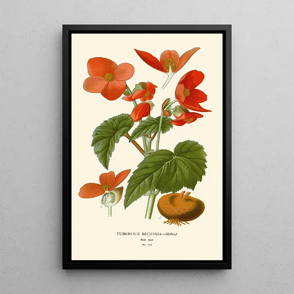 Bégonia tuberoso - Edward Step — cuadro enmarcado en la pared