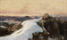 Matin en la cima de la montaña - Edward Theodore Compton — vista de la obra