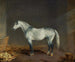 Un caballo de carreras gris en un establo - Edward Troye — vista de la obra