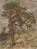 Kalliopetjä - Eero Järnefelt — vista de la obra