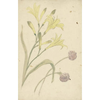 Elias van Nijmegen - Bloemstudies van een gele lelie en een bloeiende ui.webp