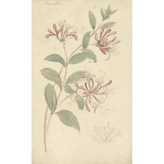 Elias van Nijmegen - Kamperfoelie.webp