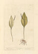 Lengua de serpiente - Elizabeth Blackwell — vista de la obra