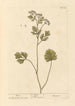 Anise - Elizabeth Blackwell — artwork view