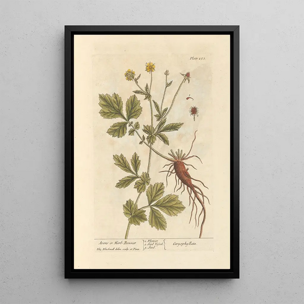 Elizabeth Blackwell - Avens or herbbennet.webp