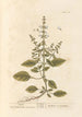 Basilic - Elizabeth Blackwell — vista de la obra
