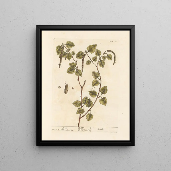 Elizabeth Blackwell - Birch.webp