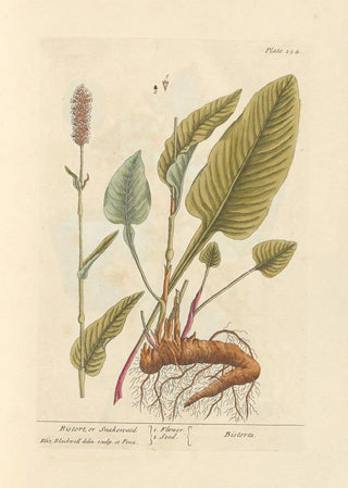 Elizabeth Blackwell - Bistort or snakeweed.webp