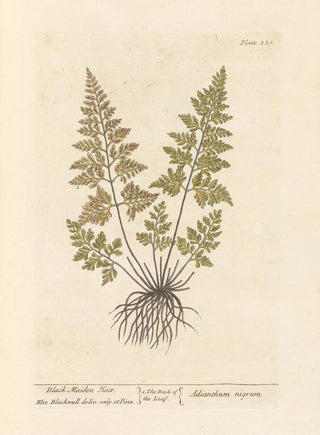 Elizabeth Blackwell - Black maiden hair.webp