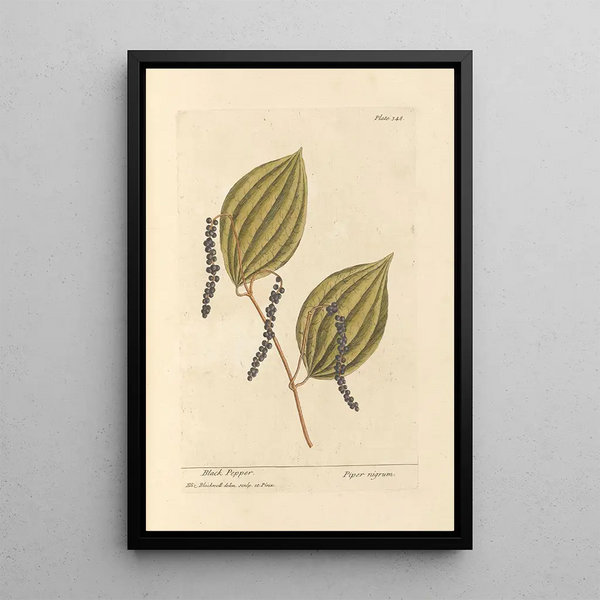 de Pimienta negra - Elizabeth Blackwell — cuadro enmarcado en la pared