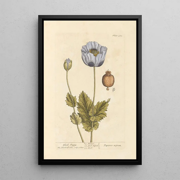 amapola negra - Elizabeth Blackwell — cuadro enmarcado en la pared