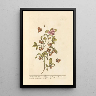 Elizabeth Blackwell - Bohea or peco tea.webp