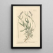 Lavender painting with broad leaves - Elizabeth Blackwell — framed artwork on a wall