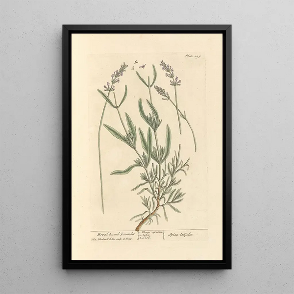 Lavanda de hojas anchas - Elizabeth Blackwell — cuadro enmarcado en la pared