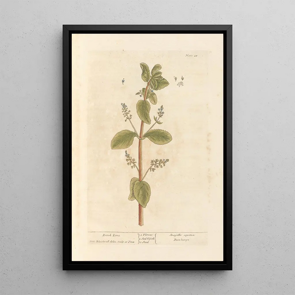 Cresson de fontaine - Elizabeth Blackwell — cuadro enmarcado en la pared