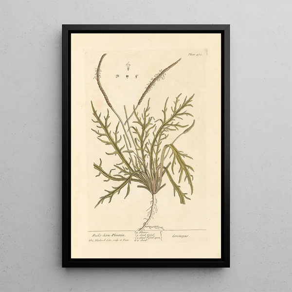 Plantain corne de cerf - Elizabeth Blackwell — cuadro enmarcado en la pared