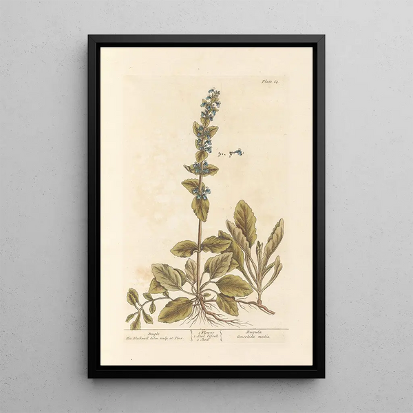Bugle - Elizabeth Blackwell — cuadro enmarcado en la pared