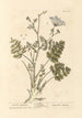 Saxifrage brûlée - Elizabeth Blackwell — vista de la obra