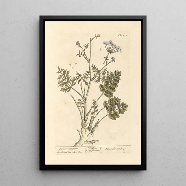 Saxifrage brûlée - Elizabeth Blackwell — cuadro enmarcado en la pared