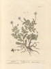 Camomila - Elizabeth Blackwell — vista de la obra