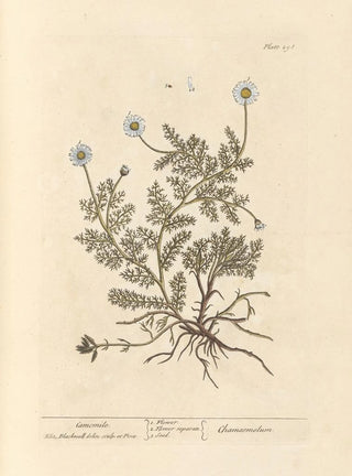 Elizabeth Blackwell - Camomile.webp