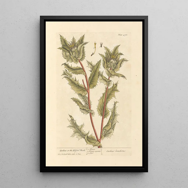 Chardon béni - Elizabeth Blackwell — cuadro enmarcado en la pared