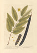 Cassia fistula - Elizabeth Blackwell — vista de la obra