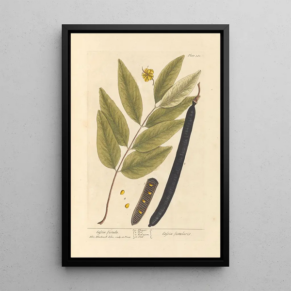 Cassia fistula - Elizabeth Blackwell — cuadro enmarcado en la pared