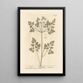 Elizabeth Blackwell - Chervil.webp